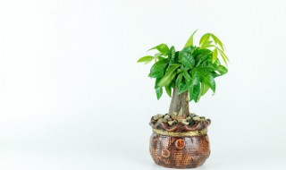 发财树冻伤了怎么办（发财树冻伤了怎么处理）