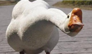 大鹅是什么（大鹅是什么游戏）