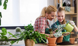 金枝玉叶怎么繁殖（金枝玉叶怎么繁殖和移栽）