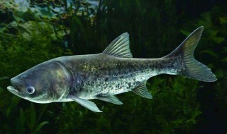 鳙鱼的营养价值及功效(鳙鱼有什么营养价值)