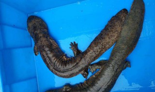 娃娃鱼的营养价值和作用（娃娃鱼的营养成分）