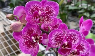 蝴蝶兰开花后怎么处理 蝴蝶兰开花期间怎么处理方法