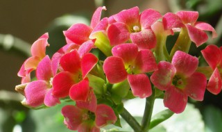 长寿花花期怎么管理（长寿花花期怎样管理）