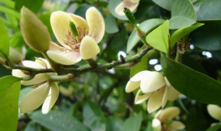 含笑花叶子干枯怎么办（含笑花叶子发黑干枯）