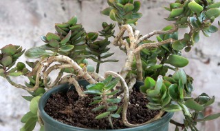 长寿花怎么养成老桩 长寿花怎么养成老桩型