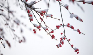 瑞雪兆丰年意思 瑞雪兆丰年意思是指什么时候的雪