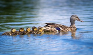 清补凉老鸭汤的做法 清补凉煲老鸭汤的功效