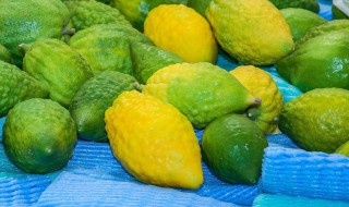 香橼是什么水果 香橼是什么水果的杂交