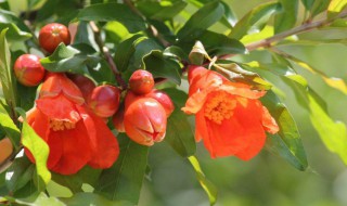 石榴花怎么剪（石榴花怎么剪纸视频）