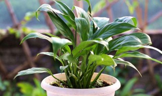 白掌不开花什么原因（不开花的白掌）