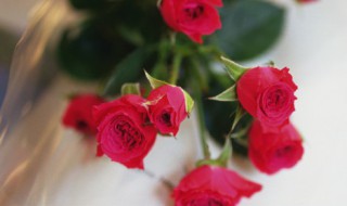 妇女节送玫瑰花合适吗 妇女节可以送玫瑰花吗