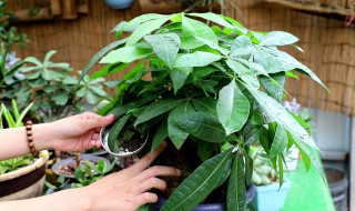 发财树的种植方法和注意事项 发财树的种植方法和注意事项禁忌