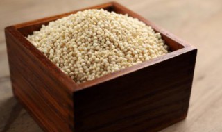 稷是水稻还是稷蚂蚁新村答案（稻麦黍菽稷中的稷是什么）