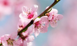 今日春分几时几分几秒 今日春分几时几分几秒二十四节气歌