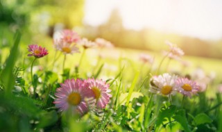 小清新仙气英文昵称甜美简短（好听可爱的昵称小仙女英文）