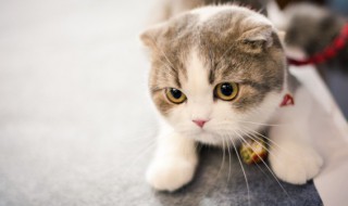 怎么说服父母让你养猫（怎么说服父母让我养猫）