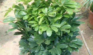 鹅掌柴(鹅掌柴怎么扦插)