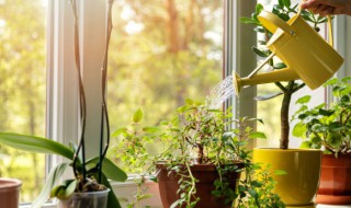 火鹤花的养殖方法和注意事项 火鹤花怎样栽培