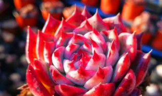 红色的多肉植物有哪些（红色的多肉有哪些品种）