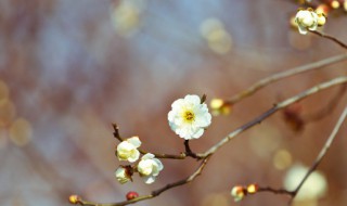 2022年九九是几月几日(2022年九九是几月几日结束)