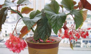 养花新手适合养哪些花（最适合新手养的4种花）