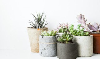 罗琦多肉怎么养（罗琦多肉怎么养爆盆）