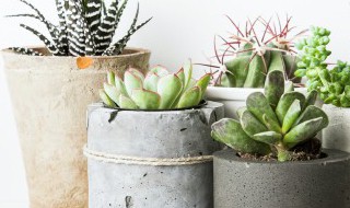 春天适合养什么多肉植物 多肉植物是春天的植物吗