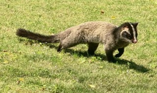 果子狸和麝香猫的区别 麝香狸和麝香猫区别