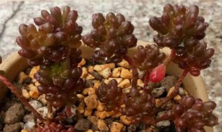 红浆果多肉植物的养殖方法 红浆果图片多肉