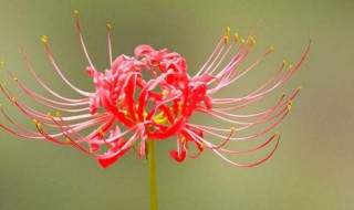 彼岸花花期是几月 彼岸花期是什么时候