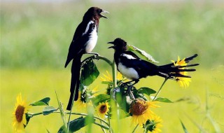 下午喜鹊叫有什么兆头(下午喜鹊叫有什么兆头,大概几天能过去)