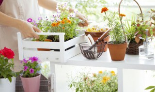 家里养什么植物招财（家里养什么植物招财又镇宅）