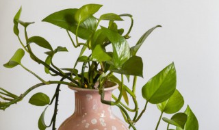 招财的盆栽植物有哪些（招财的绿植盆栽有什么）