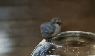 鸟在窗台上叫有什么兆头 窗台有鸟叫有什么预兆