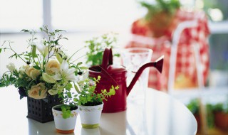 做生意种什么植物招财（生意人种那种招财的植物）