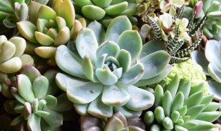 多肉植物怎么养才好（怎么样养多肉植物?）