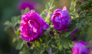 玫瑰花期是几月（玫瑰花期是几月开花）