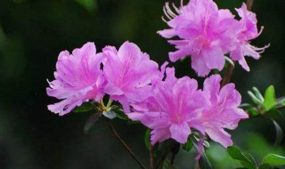 杜鹃花花期是几月（杜鹃花是几月份）