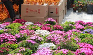 洋桔梗水养技巧（洋桔梗怎么养水里）