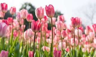 郁金香几月份种植最好（水培郁金香几月份种植最好）
