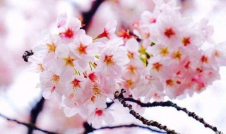 樱花花期是几月 樱花一般几月