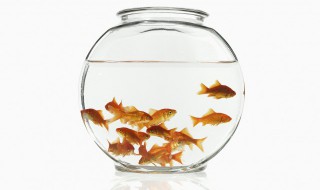 鱼缸摆放讲究(鱼缸摆放讲究准码)