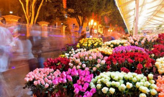 郁金香花期是几月(北京郁金香花期是几月)