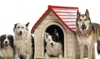 体型最大的狗（体型最大的狗狗）