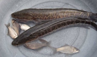 黑鱼身上粘液怎么洗才干净 黑鱼身上粘液怎么洗掉