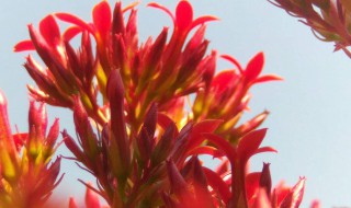 红景天对高原反应有用吗 红景天预防高原反应