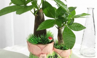 种什么植物招财（美容院种什么植物招财）