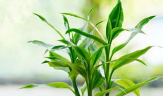 富贵竹花开富贵（开花富贵竹图片欣赏）