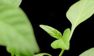 办公室花卉植物风水摆放的讲究 办公室花草摆放什么花风水