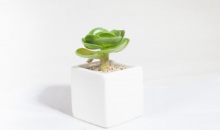 绿植摆放讲究（绿植摆放风水）